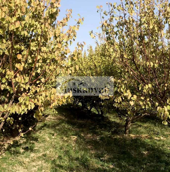 Big Garden for Sale urgently in Mazar-e-Sharif