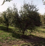 Big Garden for Sale urgently in Mazar-e-Sharif