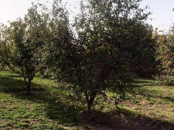 Big Garden for Sale urgently in Mazar-e-Sharif