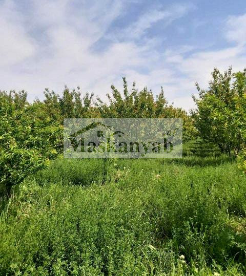 Big Garden for Sale urgently in Mazar-e-Sharif