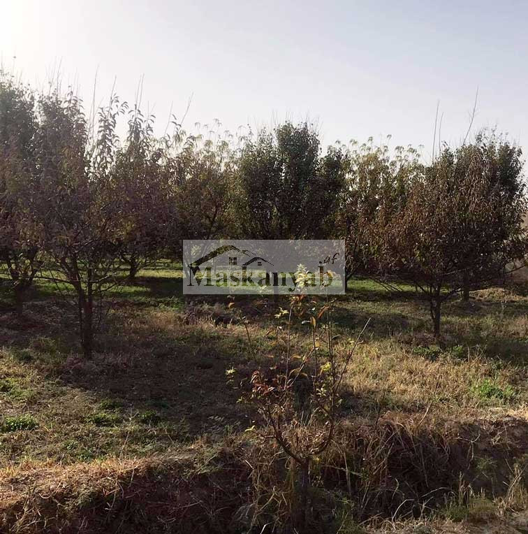 Big Garden for Sale urgently in Mazar-e-Sharif