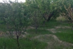 Land for sale in Qargha Kabul (1)