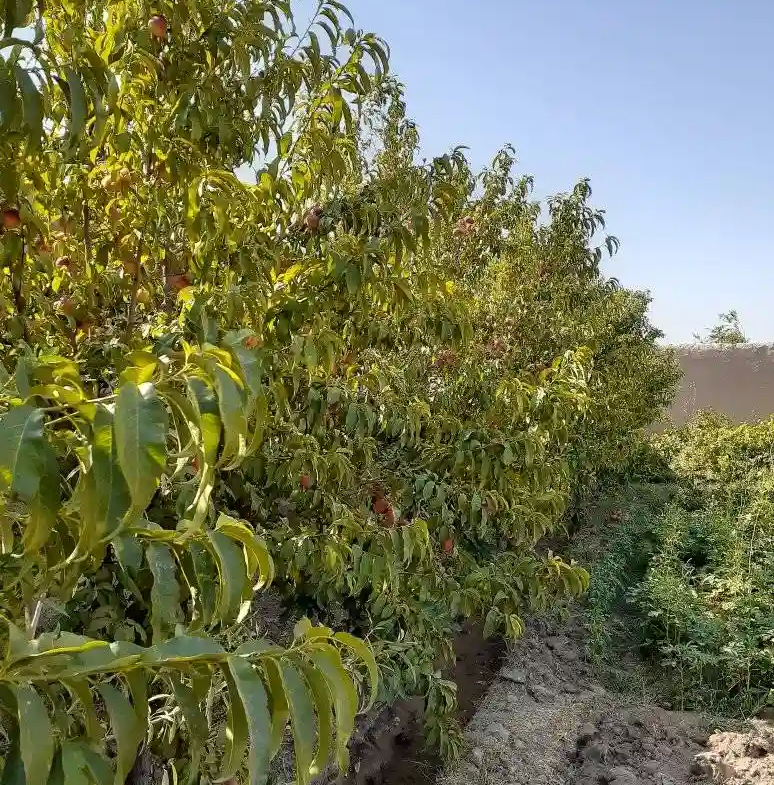 Garden for sale in Herat Province