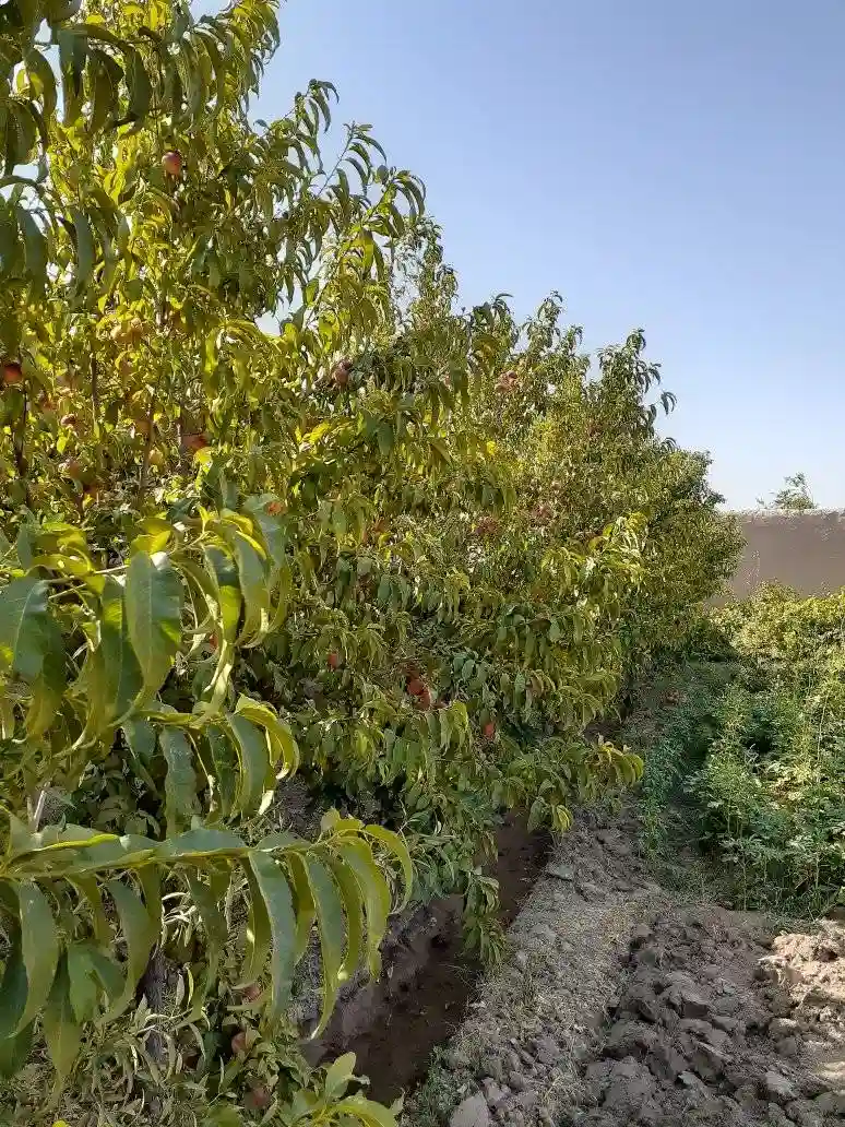 Garden for sale in Herat Province