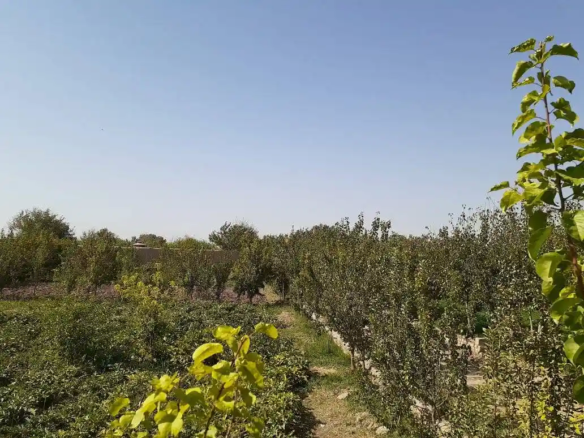 Garden for sale in Ghaibatan, Herat