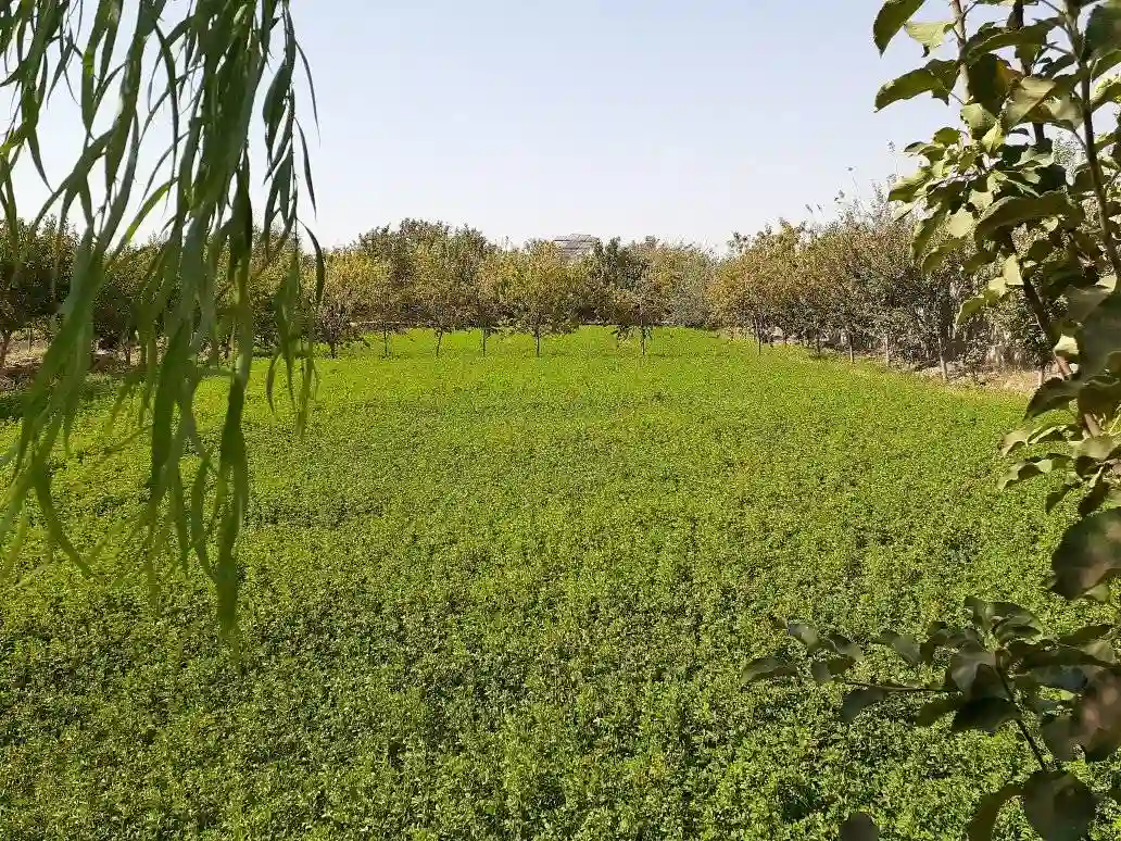 Garden for sale in Ghaibatan, Herat