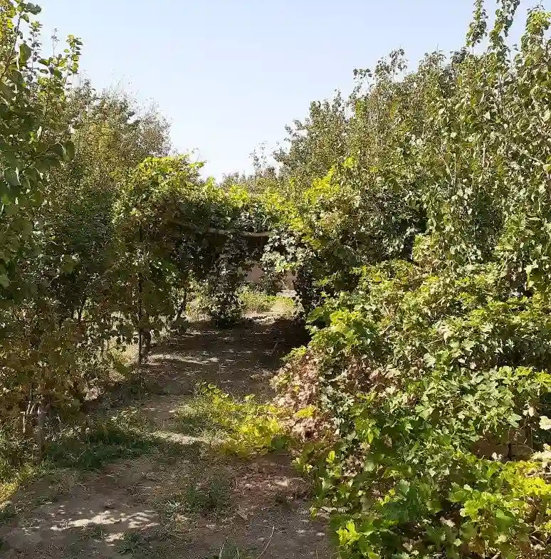 Garden for sale in Herat Province