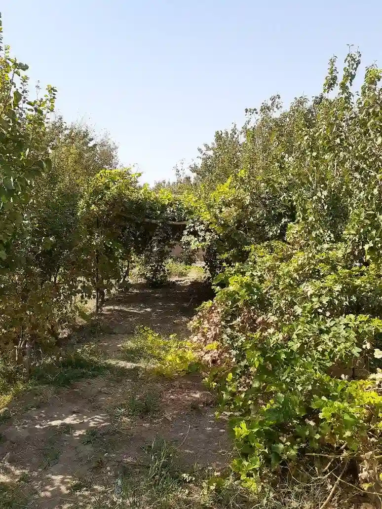 Garden for sale in Herat Province