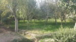 Big garden for sale in Herat province, Afghanistan