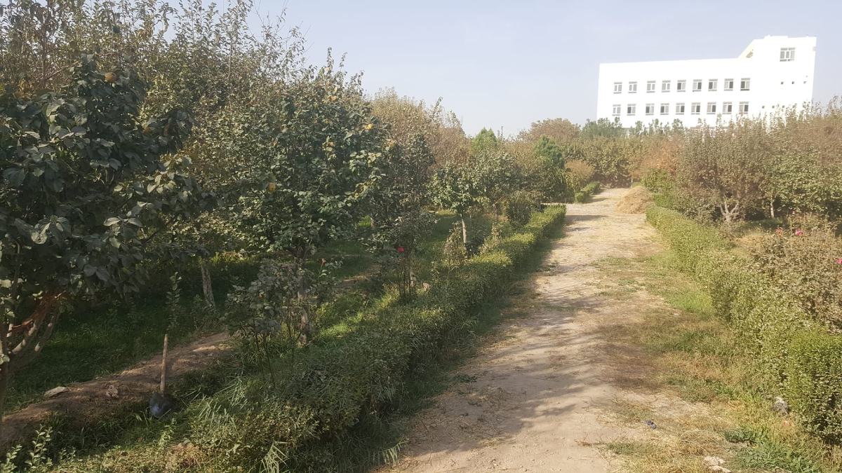 Big garden for sale in Herat province, Afghanistan (3)