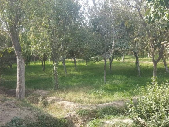 Big garden for sale in Herat province, Afghanistan