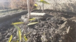 3 Biswas land for sale at Awghana village in Paghman