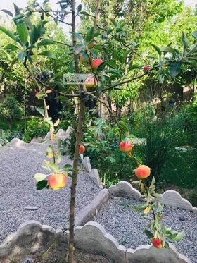Beautiful garden for sale in Shaidae Town, Herat