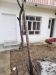 Nine-room house for rent in Karte 4, Kabul