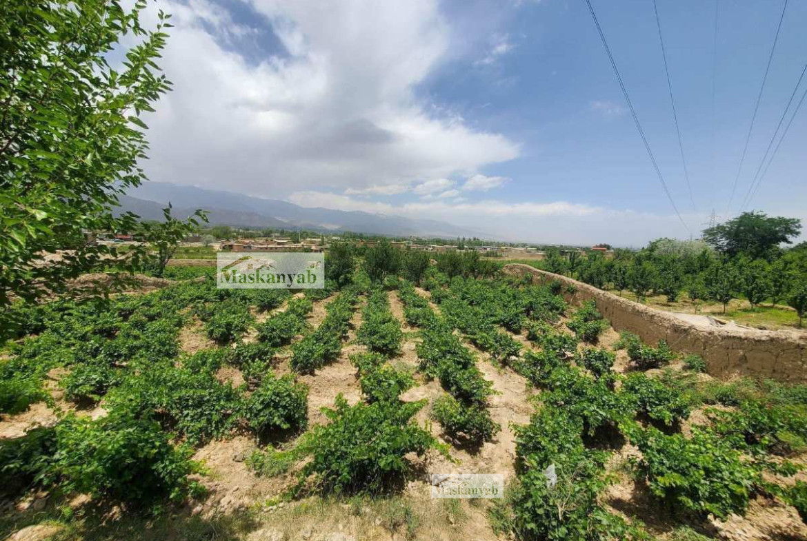 One NOMRA land (Garden) for sale in Chashma Dogh, Kabul