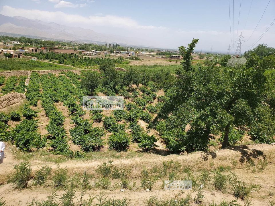 The One NOMRA land (Garden) for sale in Chashma Dogh, Kabul