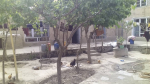 The Six-room house is for sale in Company, Kabul