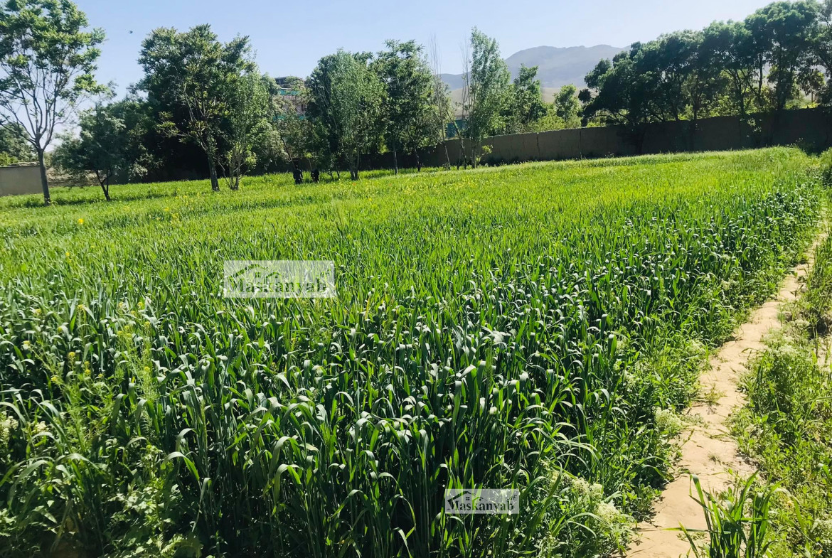 The One and Half Grib land for sale in Faisal Town, Kabul