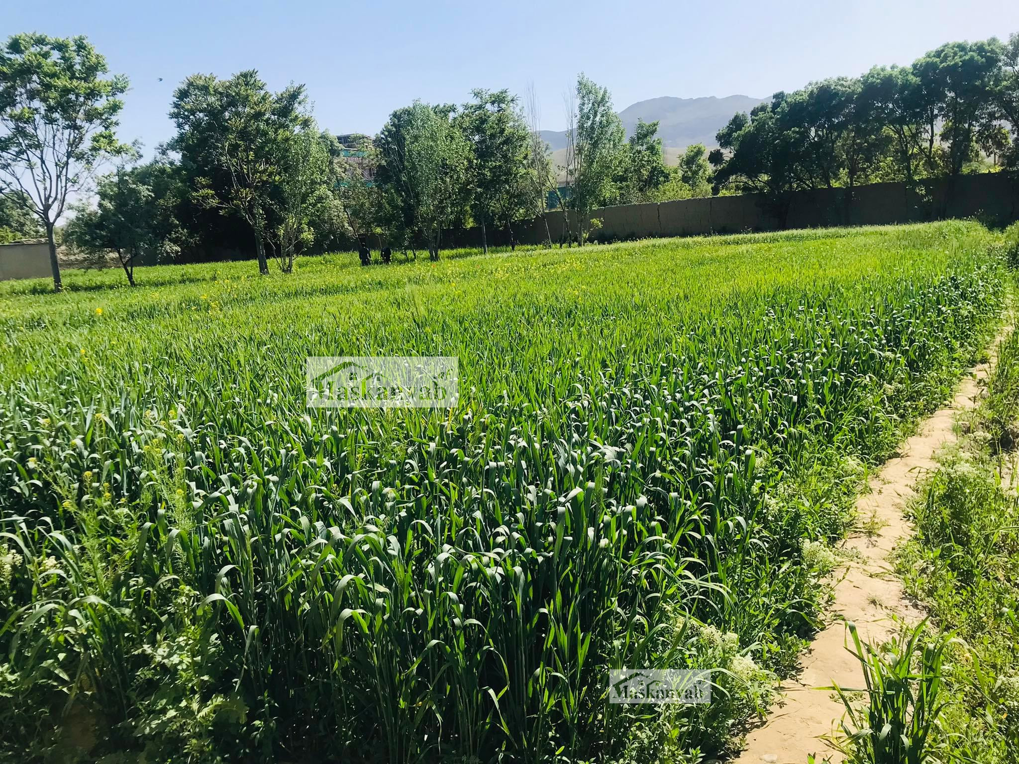 The One and Half Grib land for sale in Faisal Town, Kabul