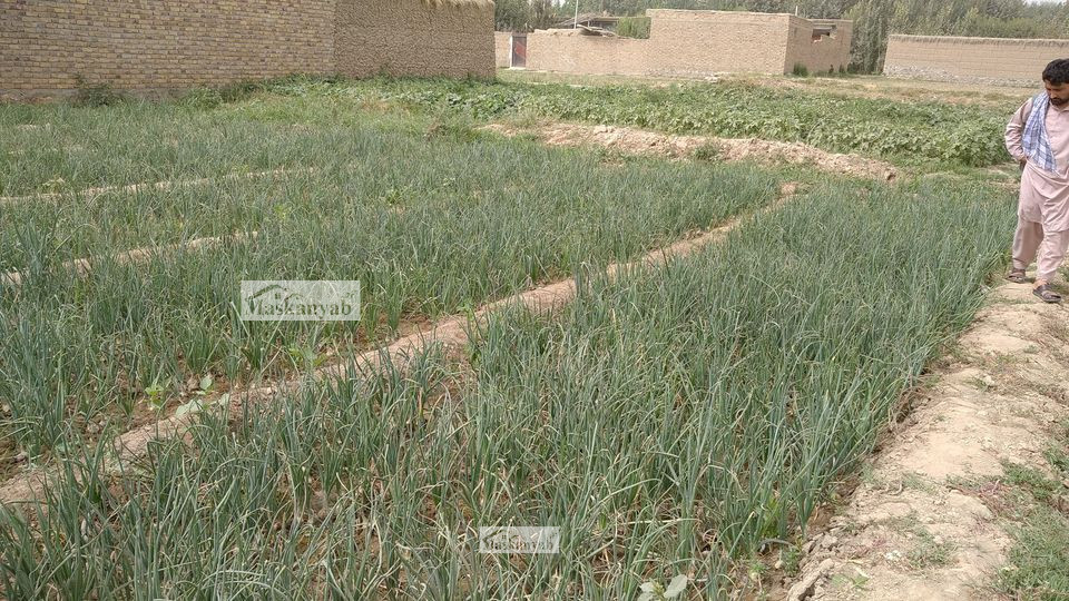Six-Biswas land for sale in Eifress Abad, Takhar
