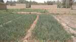 Six-Biswas land for sale in Eifress Abad, Takhar
