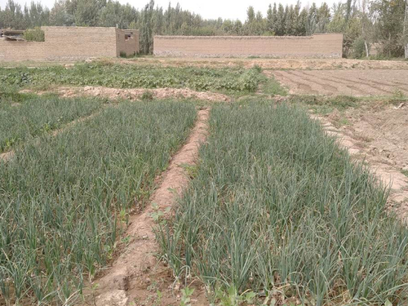 Six-Biswas land for sale in Eifress Abad, Takhar