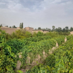 Imam 6 Noor Village, Enjil District, Herat Province, Afghanistan