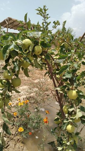 One-NOMRA land for sale behind the Band-e Qargha