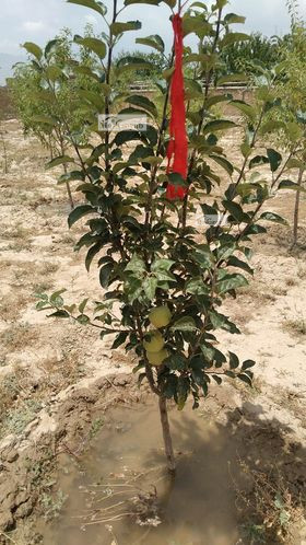 One-NOMRA land for sale behind the Band-e Qargha