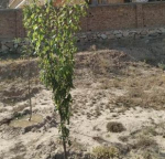 One-NOMRA land for sale behind the Band-e Qargha