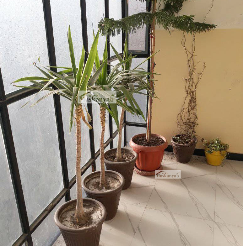 Five-room apartment for mortgage /rent in Taimani