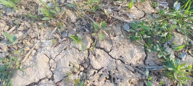 34-Biswas land (Garden) for sale in Balkh