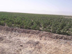 200 meters land for sale in Ali Abad, Mazar-e Sharif