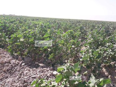 200 meters land for sale in Ali Abad, Mazar-e Sharif