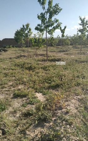 Four-side-wall land for sale at north-west of Qargha