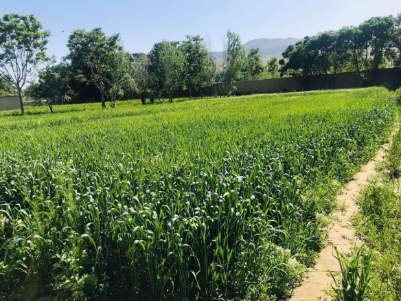 One and half Grib land for sale behind Darul Aman Palace