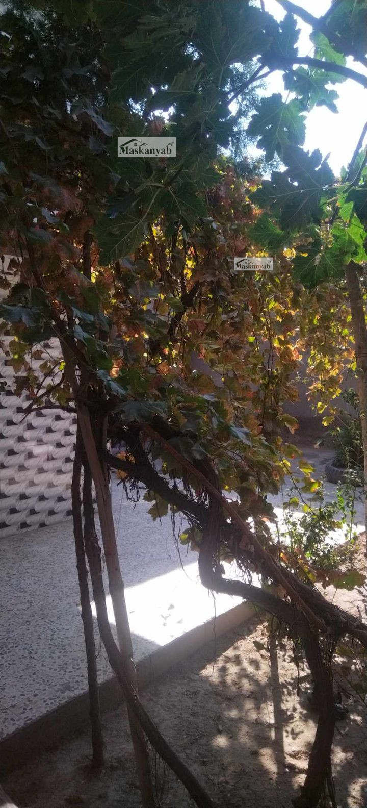 House for rent in Char Qala-e- Wazir Abad, Kabul