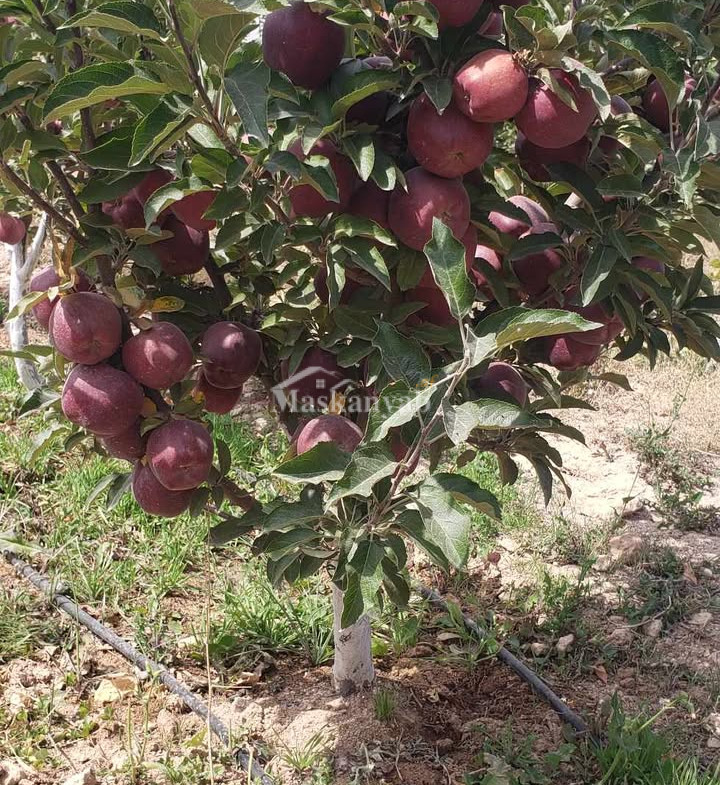 30-Grib land/house for sale in Maidan Wordak