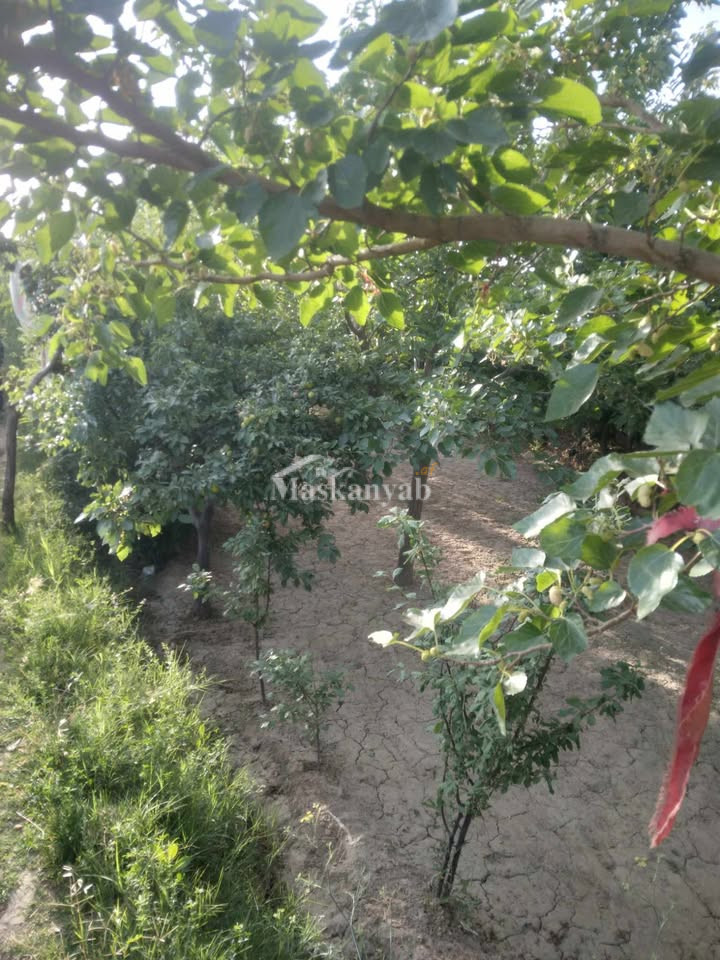 Agricultural land for sale in District Farza, Kabul