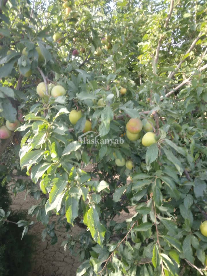 Agricultural land for sale in District Farza, Kabul