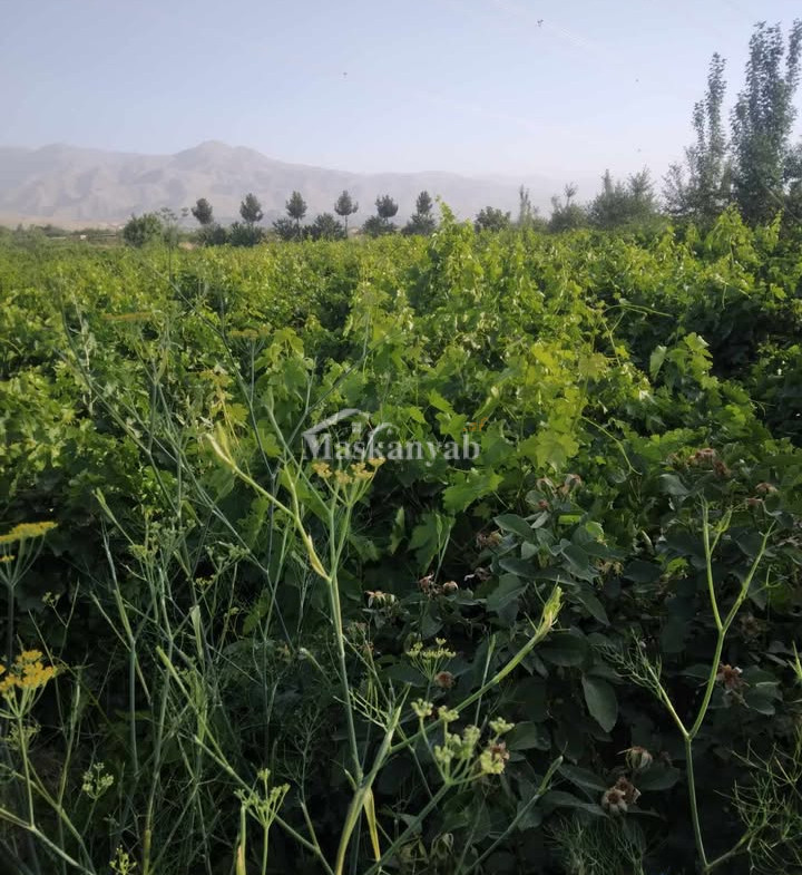 Agricultural land for sale in District Farza, Kabul
