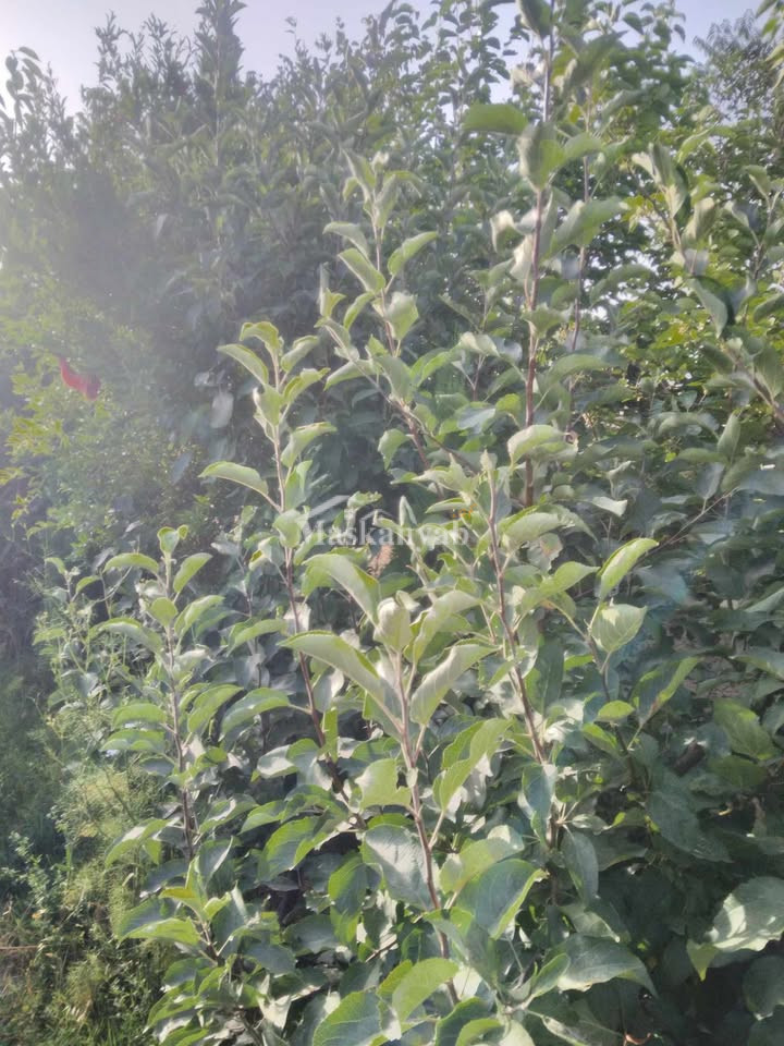 Agricultural land for sale in District Farza, Kabul