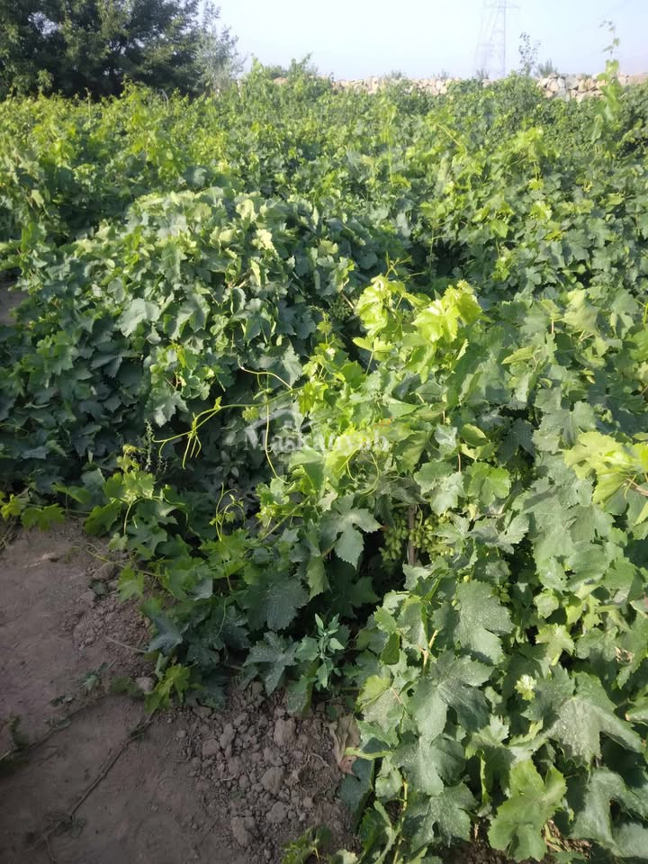Agricultural land for sale in District Farza, Kabul