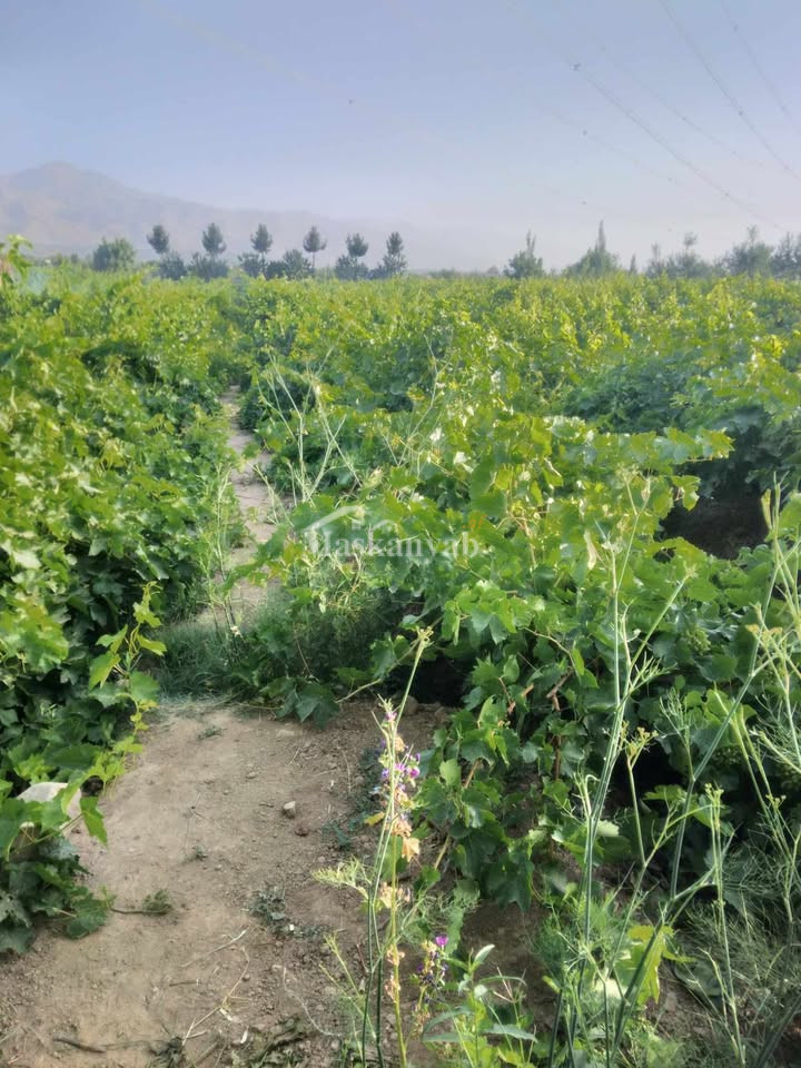 Agricultural land for sale in District Farza, Kabul