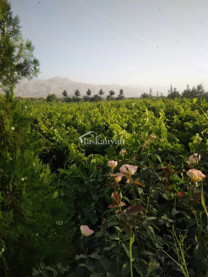 Agricultural land for sale in District Farza, Kabul
